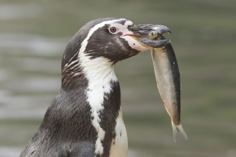 Do Penguins Have Teeth? Seven Not-So-Secret Facts About Penguins - Bird