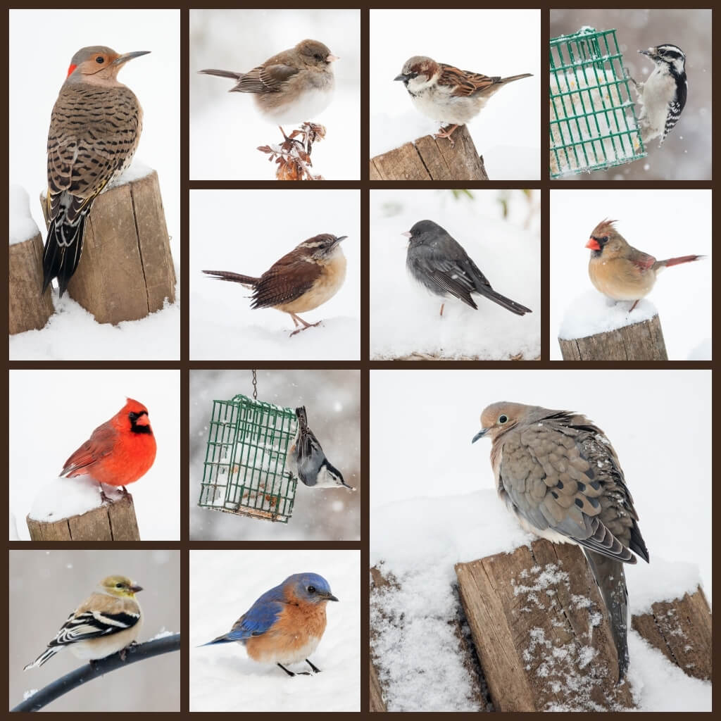 The Ultimate Guide to Birdwatching How to Get it Started Today Bird Therapy.