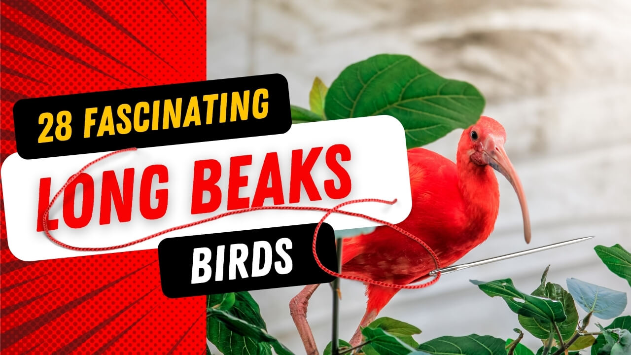 Top 28 Fascinating Birds with Long Beaks(With Pictures): A Collection of  Sharp-Beaked Animals - Bird Therapy.