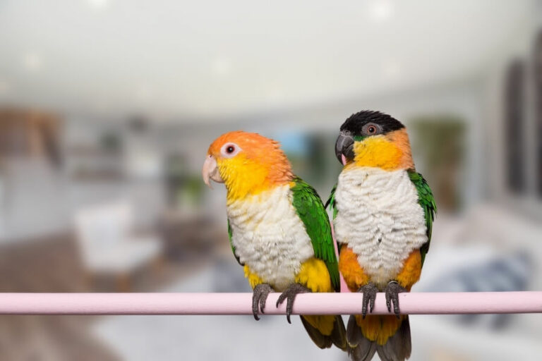 The Ultimate Guide To Caique Personality, Costs, Foods & Health Bird Therapy.